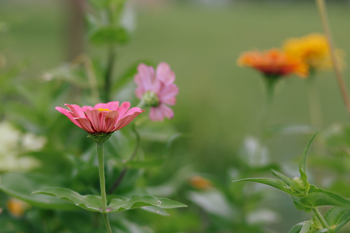 8.15zinnias-01